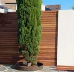 Modern fence sleek slats of ipe wood